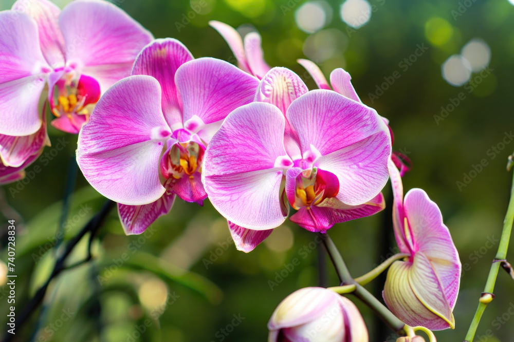 Naklejka premium pink orchid flowers