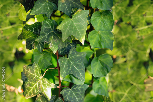 leaves of ivy background