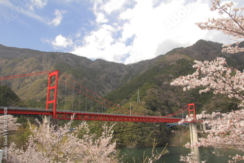 高知県 大渡ダム大橋と桜