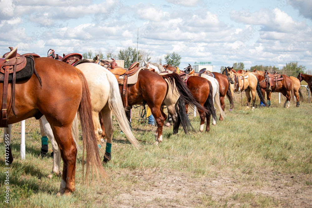 Rear view of a large group of domestic horses standing in a row while tied up to a fence. Rear view of a large group of domestic horses standing in a row while tied up to a fence.