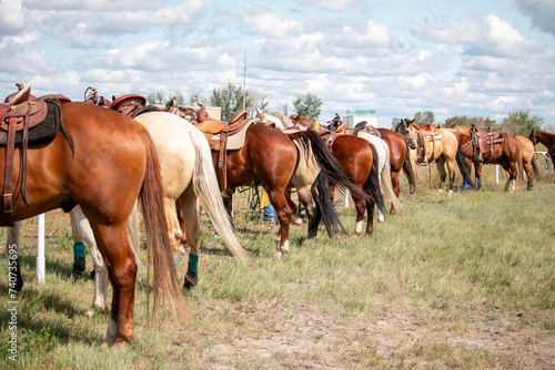 Rear view of a large group of domestic horses standing in a row while tied up to a fence.