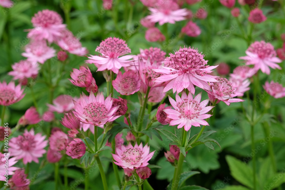 Pink Astrantia, also known as masterwort, 'Roma' in flower. Pink Astrantia, also known as masterwort, 'Roma' in flower.