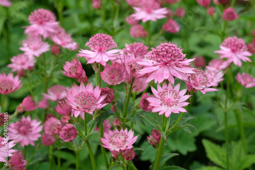 Pink Astrantia, also known as masterwort, 'Roma' in flower.