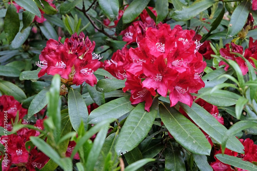 Rhododendron 'Thunderstorm'  in flower.