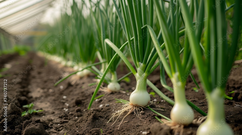 Growing leek onion harvest and producing vegetables cultivation. Concept of small eco green business organic farming gardening and healthy food Growing leek onion harvest and producing vegetables cultivation. Concept of small eco green business organic farming gardening and healthy food