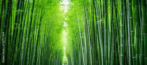 Bamboo background