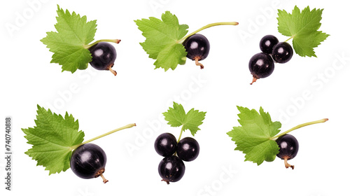 Blackcurrant Illustration with Realistic Details Isolated on Transparent Background - Fresh and Juicy Fruit Graphic Design for Healthy Food Concepts and Summer Market Advertising. photo