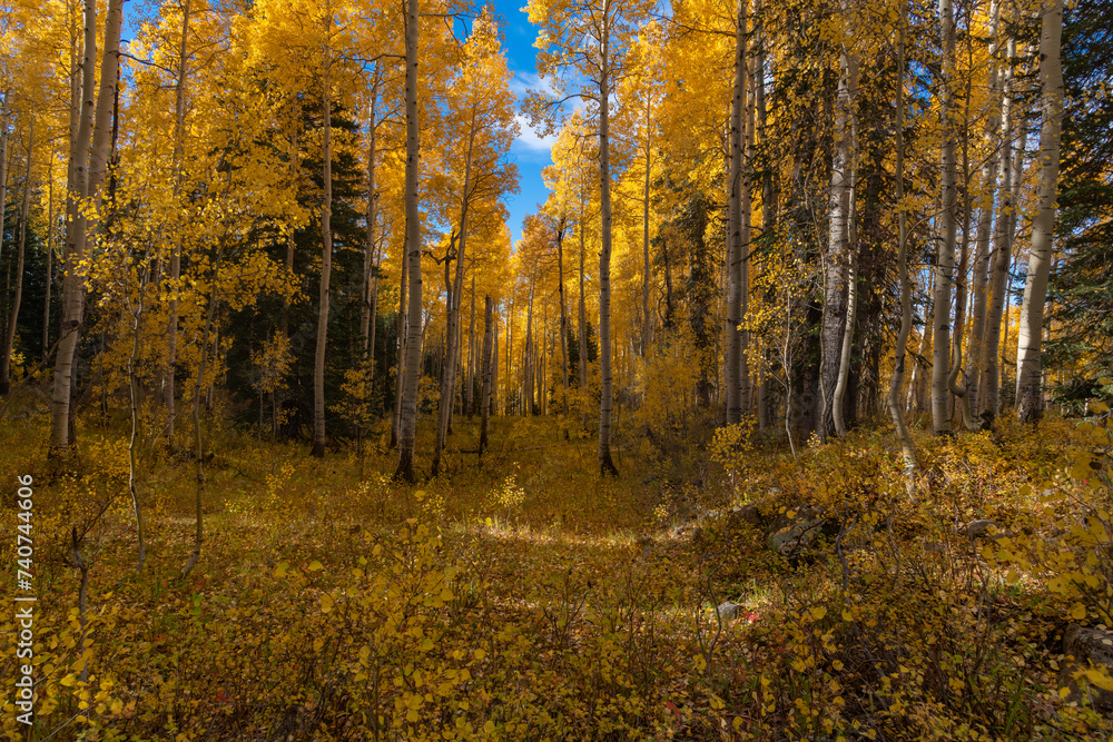 Fall Foliage in the Colorado Rocky Mountains
Fall Foliage in the Colorado Rocky Mountains
