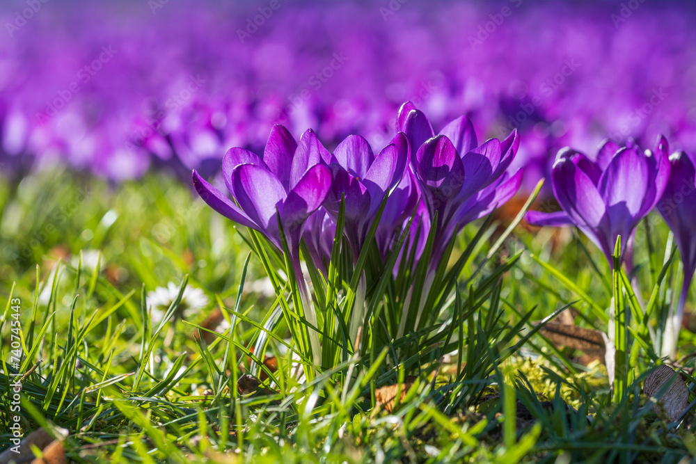 Close-up of purple blooming crocuses in the park of Wiesbaden Close-up of purple blooming crocuses in the park of Wiesbaden