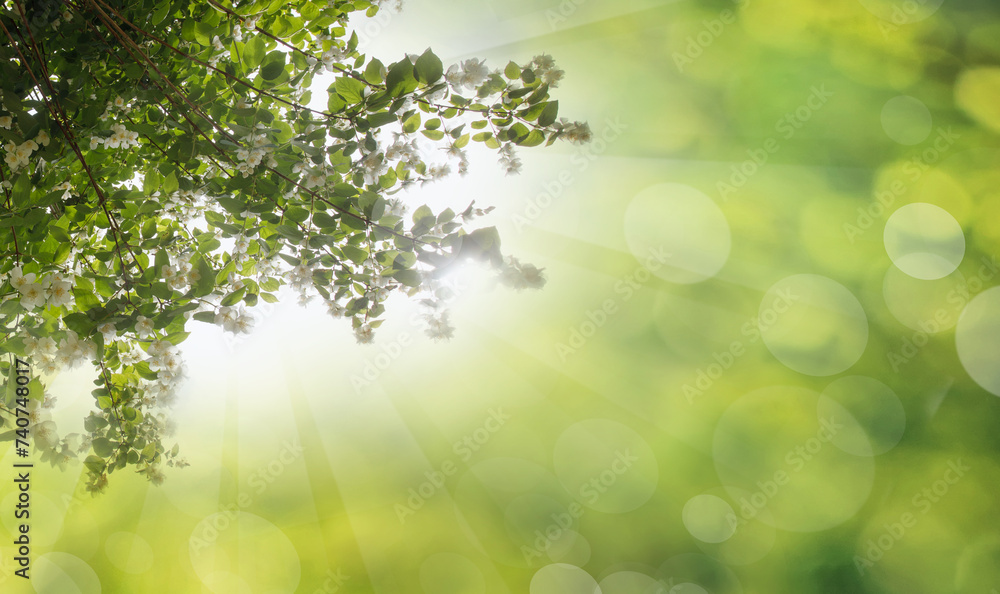 White spring flowers and green leaves with sunny bokeh background White spring flowers and green leaves with sunny bokeh background