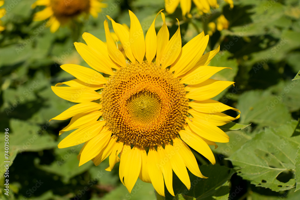 Beautiful yellow color sunflower with green leaf background Beautiful yellow color sunflower with green leaf background