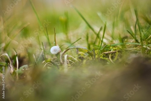 Snail in grass