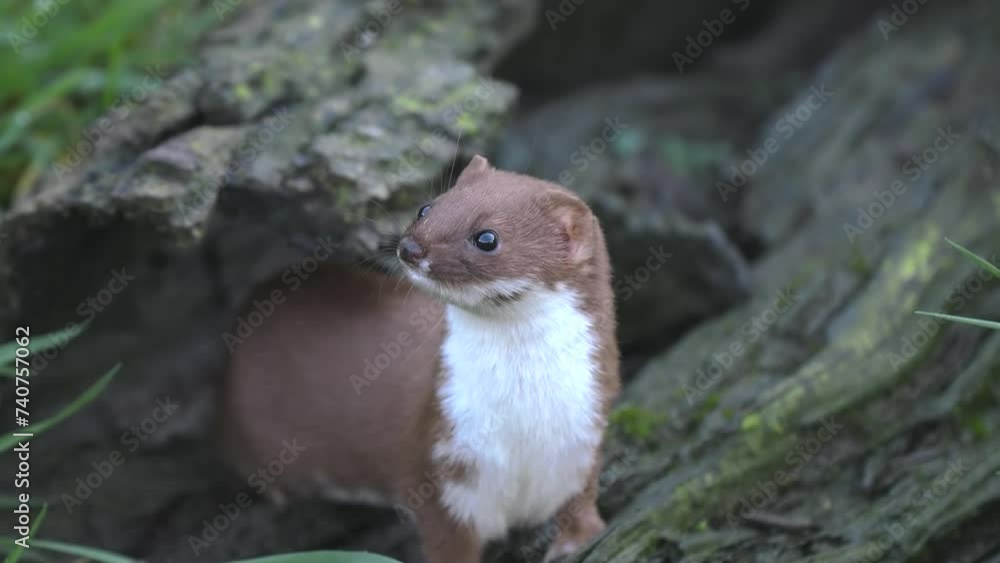 Weasel (Least Weasel) Weasel (Least Weasel)