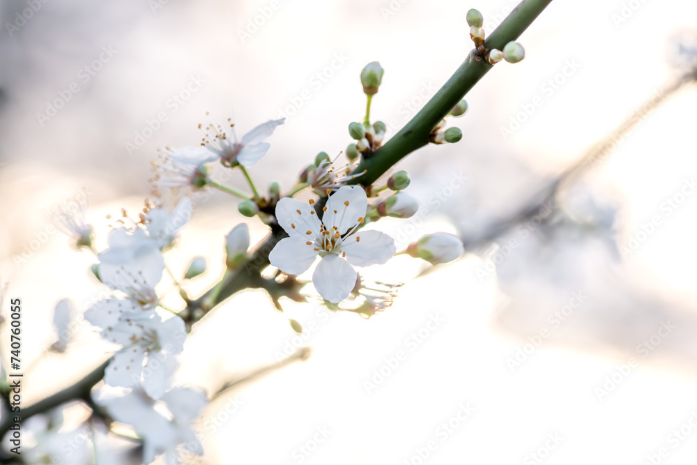 A Spring background, backdrop, with macro close up of Cherry blossom with a warm sunlight bokeh. A Spring background, backdrop, with macro close up of Cherry blossom with a warm sunlight bokeh.