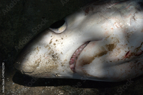Peces,tiburones todos habitantes del inmenso mar. photo
