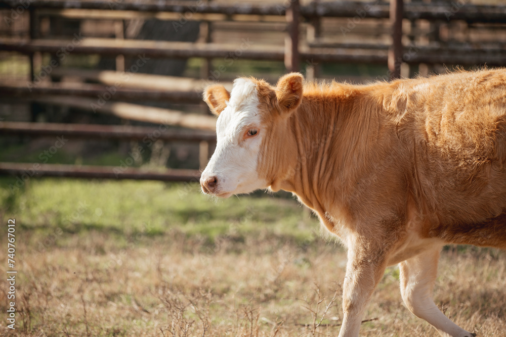 Cattle on a farm in rural Alabama.