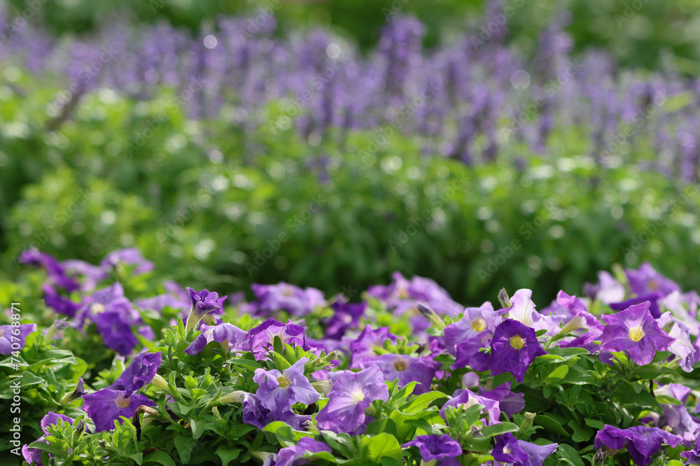 Petunia purple flowers blooming in the garden Petunia purple flowers blooming in the garden