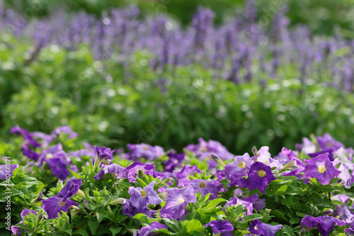 Petunia purple flowers blooming  in the garden