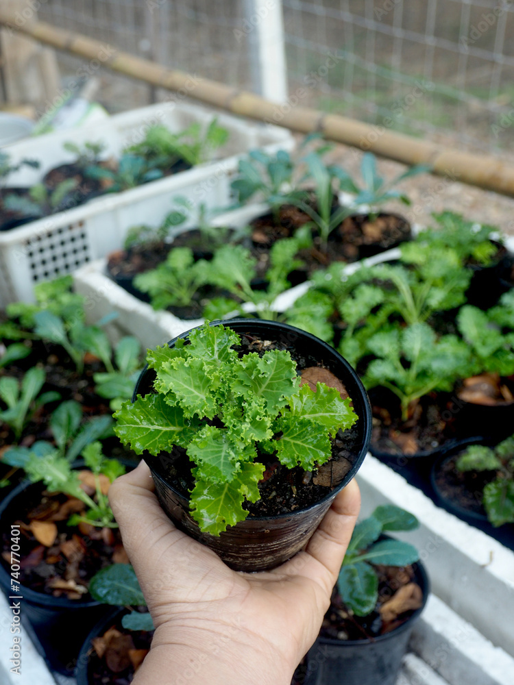 kale vegetable in pot baby and growing up een vegetable healthy care kale vegetable in pot baby and growing up een vegetable healthy care