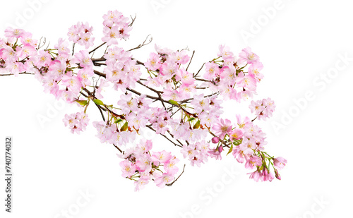 Fresh bright pink cherry blossom flowers on a tree branch in spring, sakura springtime season, isolated against a transparent background.	