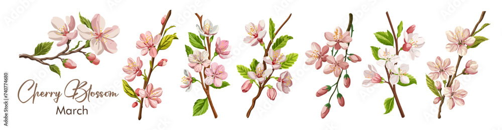 Cherry Blossom, Sakura branch, March Birth month flower colorful vector illustrations set on transparent background. Floral Modern minimalist design for logo, tattoo, wall art, poster, packaging. - obrazy, fototapety, plakaty 