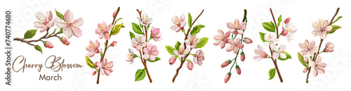 Cherry Blossom, Sakura branch, March Birth month flower colorful vector illustrations set on transparent background. Floral Modern minimalist design for logo, tattoo, wall art, poster, packaging.