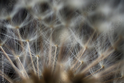 detail of old dandelion texture
