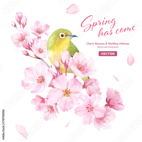 春の花：桜の花と小鳥（メジロ）の水彩イラスト。クローズアップ。クリップアート（ベクター。パーツのレイアウト変更可能） 