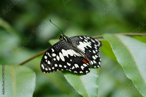 The Lime Butterfly, scientifically known as Papilio demoleus malayanus, is a subspecies of the Common Lime Butterfly (Papilio demoleus), which belongs to the family Papilionidae.|花鳳蝶 photo