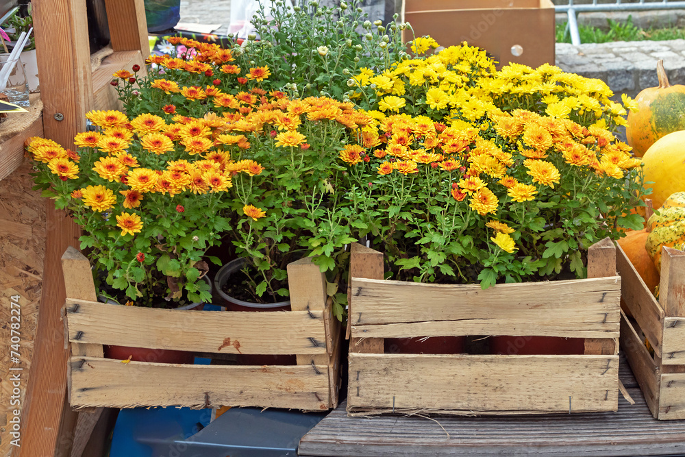 Yellow flowers in wooden crates outside in a garden in countryside