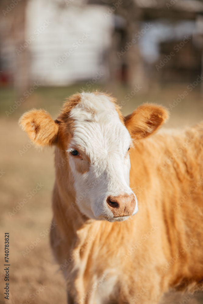 Large Cattle on a Farm in rural Alabama. Large Cattle on a Farm in rural Alabama.