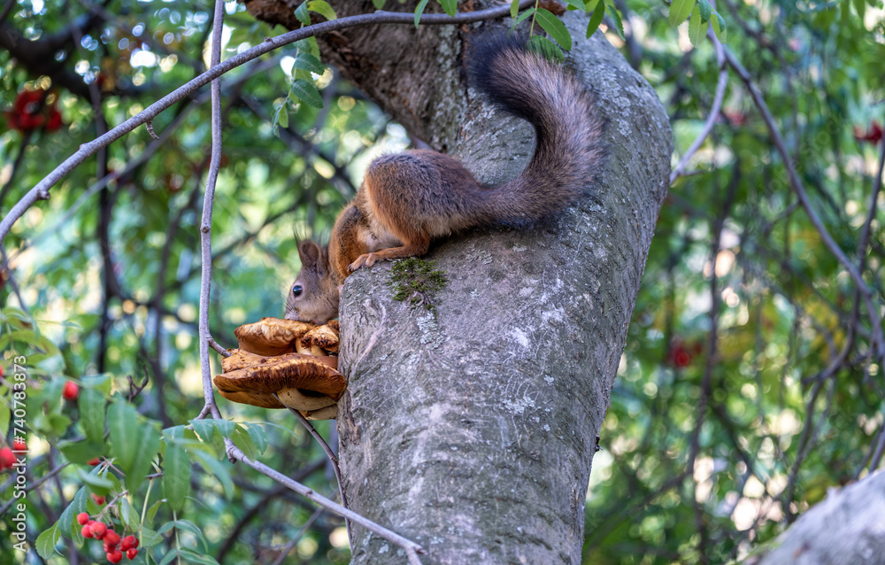 A squirrel sits on a tree in the summer close-up. A squirrel sits on a tree in the summer close-up.