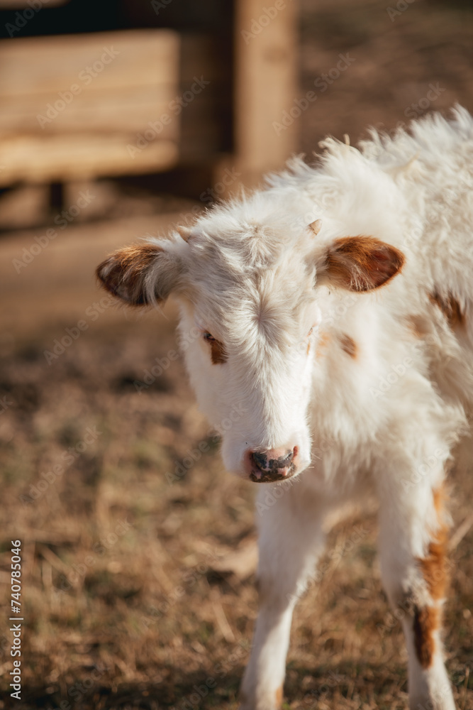 Large Cattle on a Farm in rural Alabama. Large Cattle on a Farm in rural Alabama.