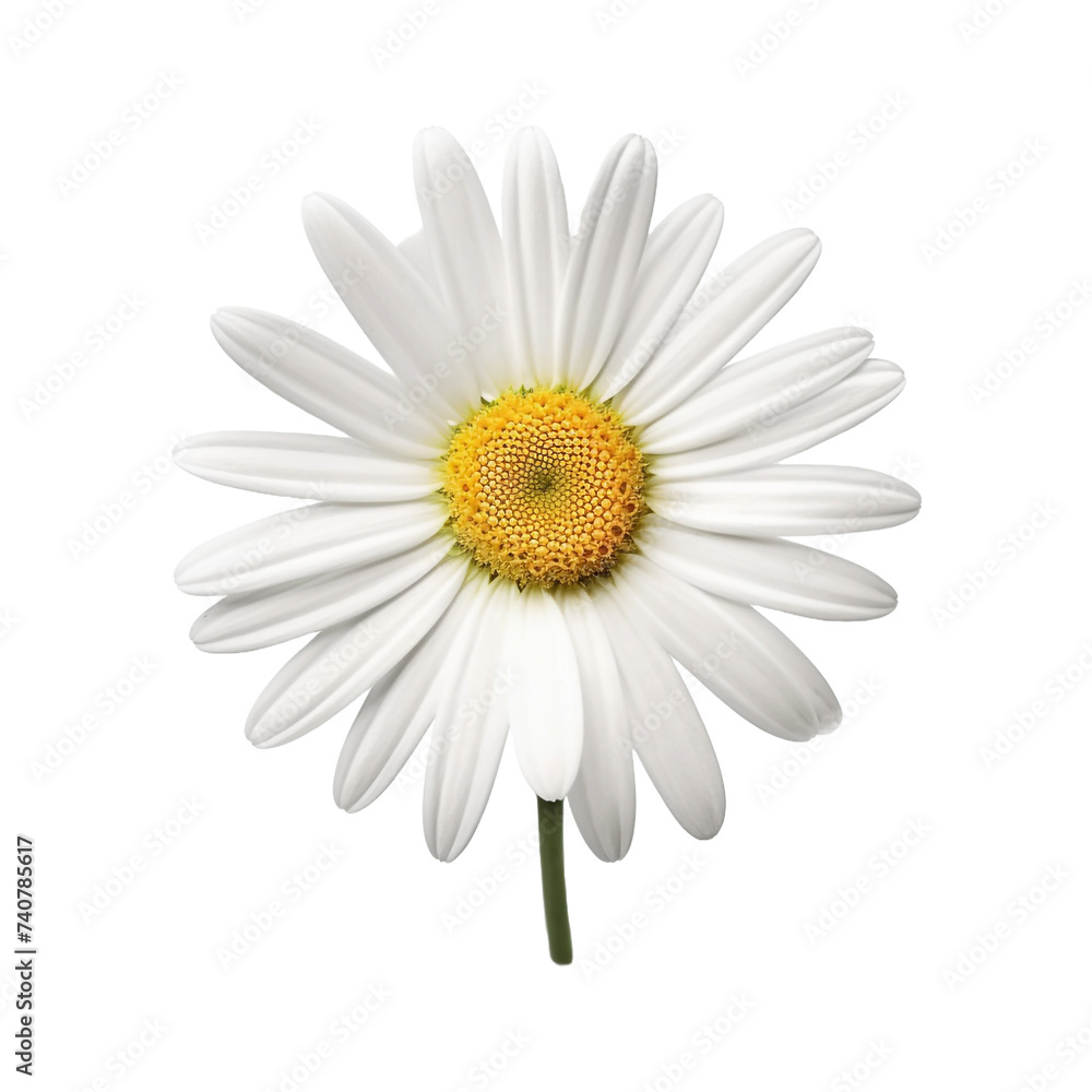 Oxeye Daisy isolated on transparent background
