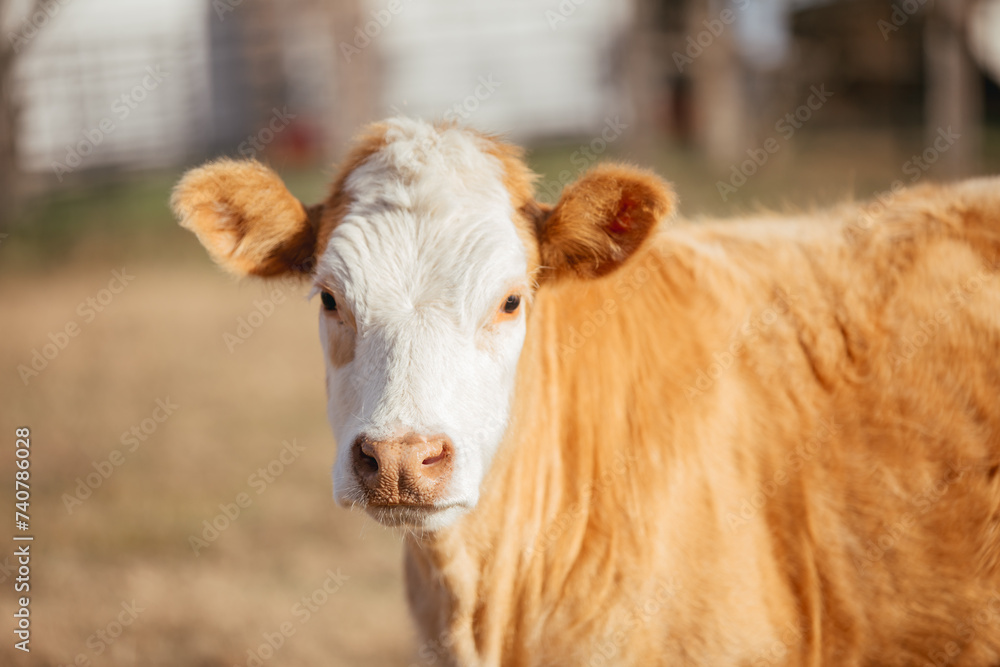 Cattle in a large field in Alabama. Cattle in a large field in Alabama.