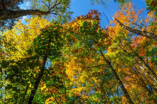Hardwood Forest In Autumn, Adirondack Forest Preserve, New York