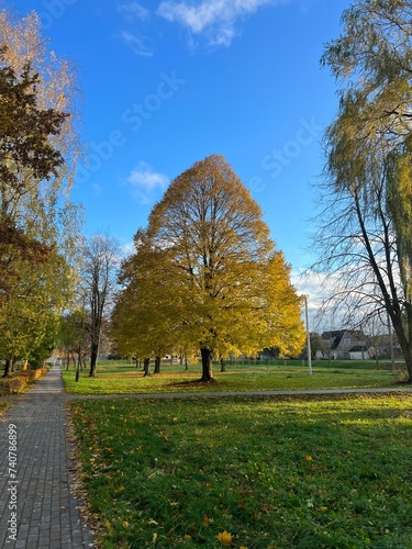 Autumn trees in the park photo