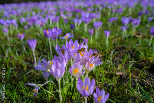 Purple crocuses. Bees buzzing around the flowers in this macro close up