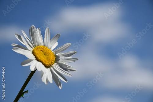 A daisy flower in the garden  Sainte-Apolline  Qu  bec  Canada