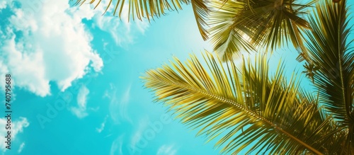 Tropical palm tree leaves silhouetted against the vivid blue sky on a sunny day