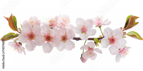 Cherry blossom branch on a white background. Created with Generative AI technology © Artem