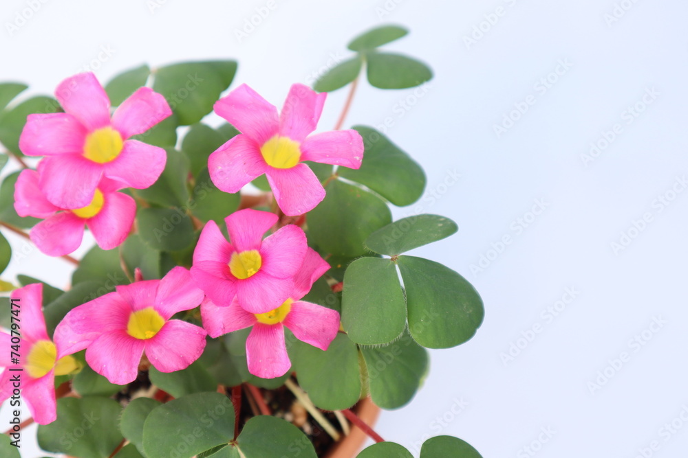 Oxalis triangularis, Purple Shamrock, Lucky Shamroc, flower