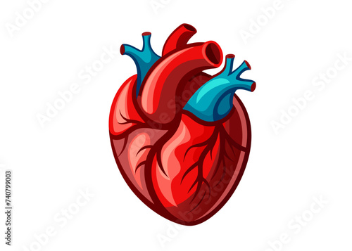 Human heart model isolated vector.
