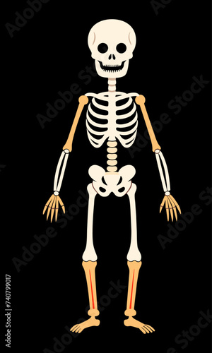 Human skeleton isolated on black 