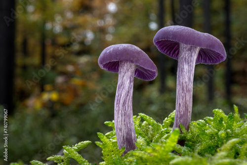 Two amethyst deceiver mushrooms (Laccaria amethystina) in the moss with a forest in the background photo