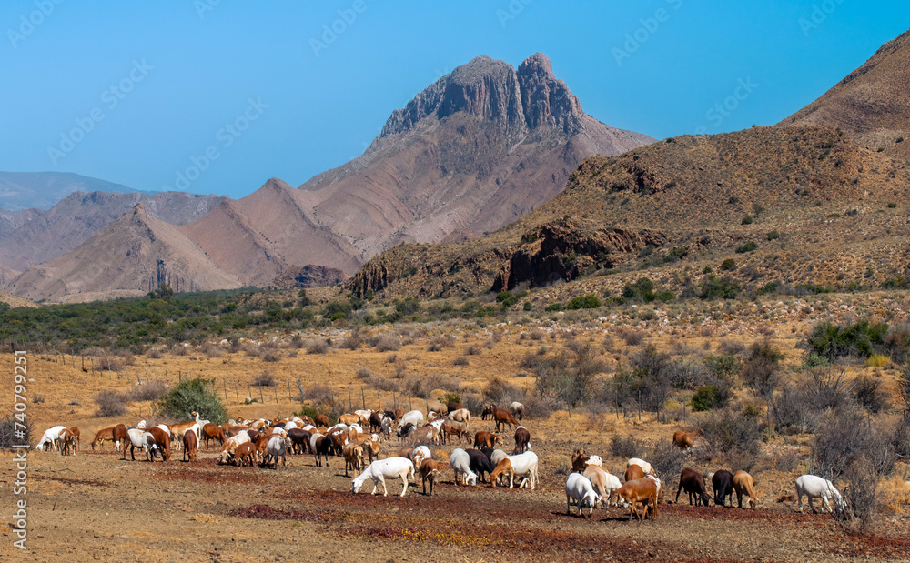 Mixed herd of goats and sheep graze in the Weltervrede valley at the foot of the Swartberg  mountains near Weltervrede Fig Farm.