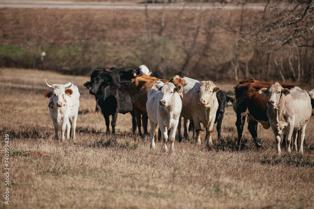 Large Cattle on a Farm in rural Alabama.