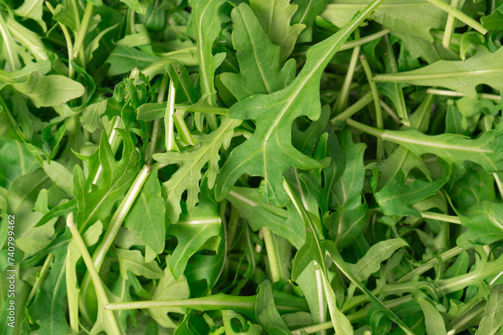 Fresh leaves of arugula as a background. Fresh leaves of arugula as a background.