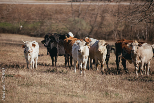 Wallpaper Mural Large Cattle on a Farm in rural Alabama. Torontodigital.ca