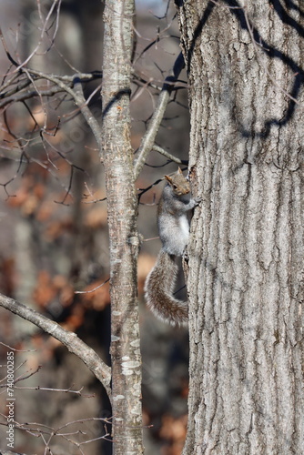 An eastern gray squirrel climbing up a tree